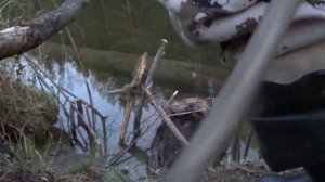 ОХОТА НА БОБРА КАПКАНАМИ / Открытие сезона 25-26г.