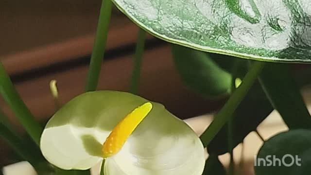 ✨Когда природа расцветает дома...