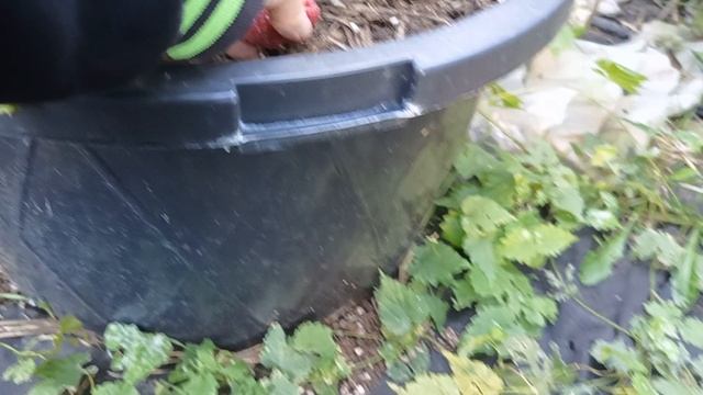 Малина Эвита, наша новинка. 04.10.25г.