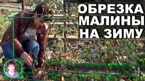 Когда как  обрезать ремонтантную малину на зиму