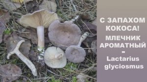 С запахом кокоса! Млечник ароматный - Lactarius glyciosmus