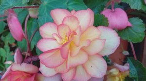 Полка с Бегониями