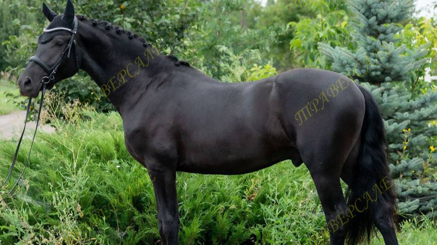 5403-1 Кросс фриза