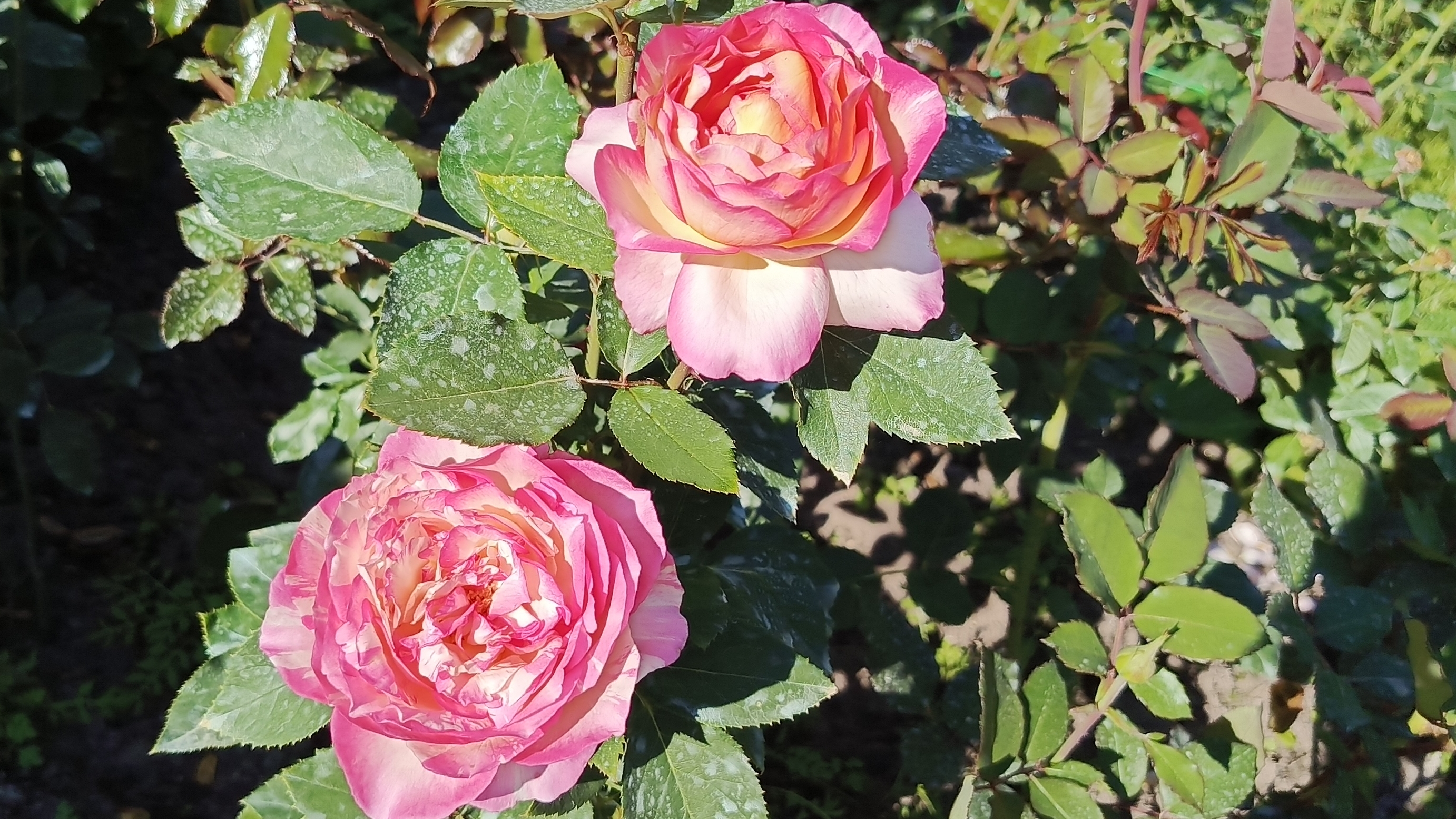 РОЗЫ. Хроники сентября 2025. ПОБЕДИТЬ ЛМР !?