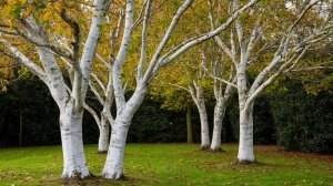 Ключевой момент для защиты плодовых деревьев от морозов, солнечных ожогов и вредителей.