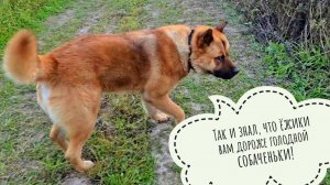 Выгнала Пряничное дерево из сада. Пёс Кубик не захотел в лес, а захотел есть ежа. История о фазане