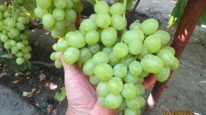 13.09.2025. Виноград ХЕЛЕНА и КАЗАНОВА в г. Липецке.