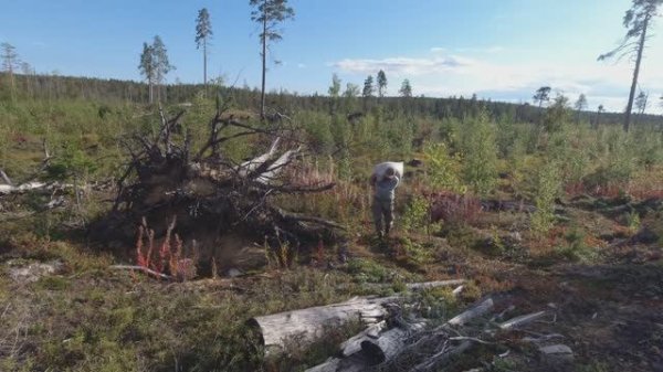 13 000 РУБЛЕЙ В ДЕНЬ. СБОР ЯГОД В КАРЕЛИИ. ТАЁЖНЫЙ ПРОМЫСЕЛ. СБОР ДИКОРОСОВ. ДЕНЬГИ НА ЯГОДАХ.