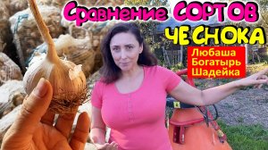 Сравнение - 3 сорта чеснока Богатырь, Любаша, Шадейка