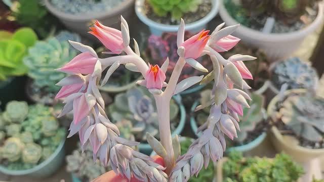 Цветение суккулентов - это нечто! смотреть онлайн