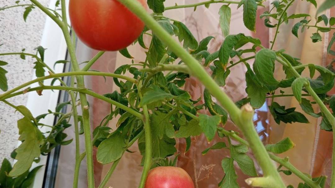 Томаты на балконе смотреть онлайн