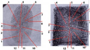 Daktilos Дактилоскопия: работа со следами рук, процесс идентификации