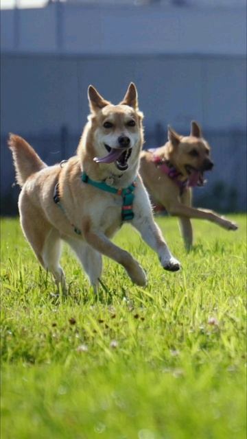 Сучка. Нет, милая Мая с приветом из дома.