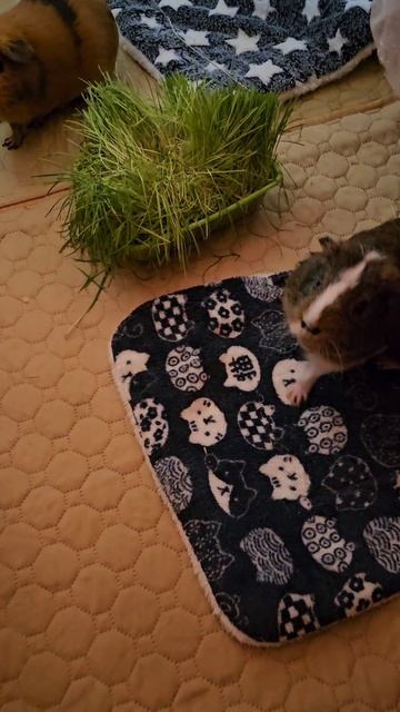 Делюсь бананом со свинками