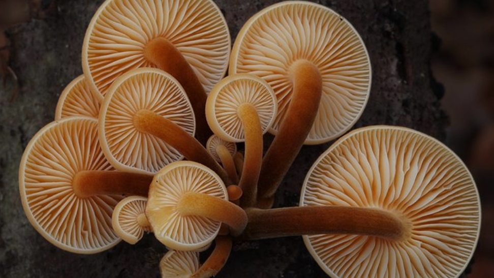 Зимний опёнок. Фламмулина бархатистоножковая