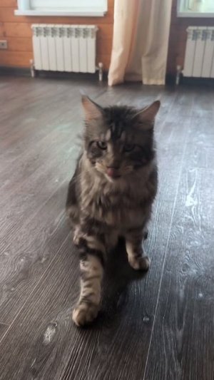 Мейн-кунолингвистика