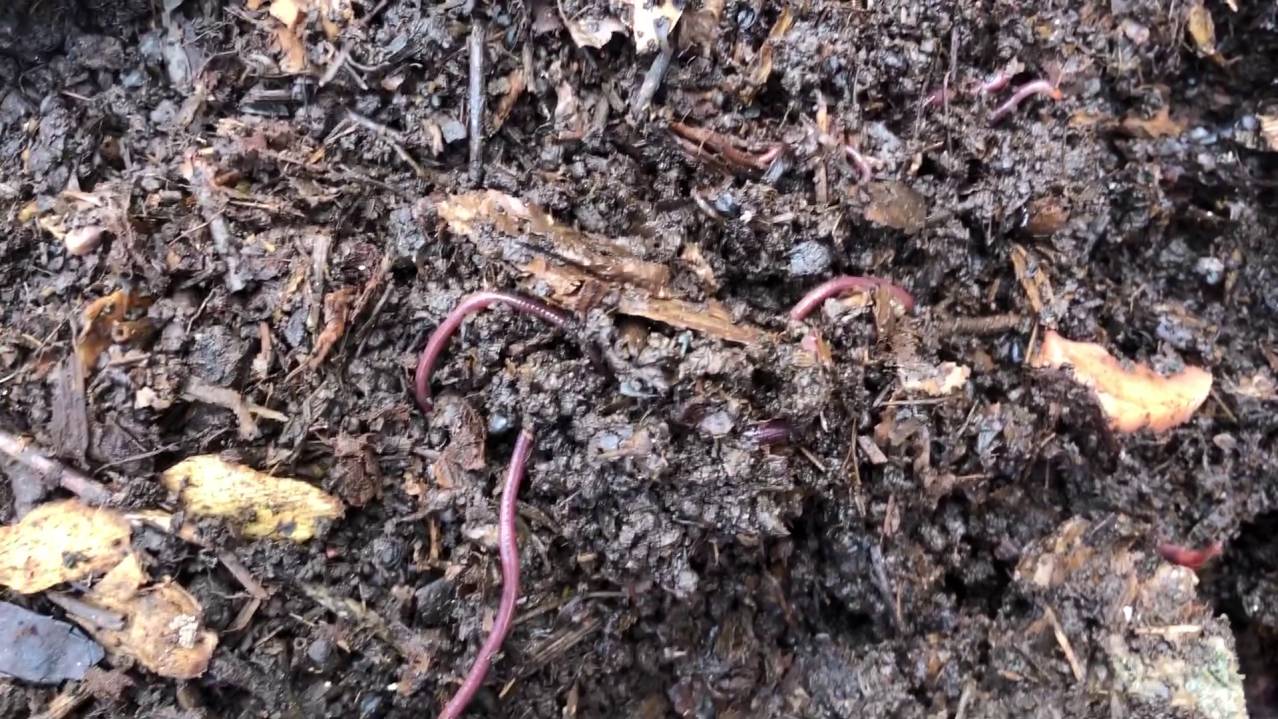 Готовим БЫСТРЫЙ ОСЕННИЙ КОМПОСТ для ВЕСЕННЕГО ИСПОЛЬЗОВАНИЯ.