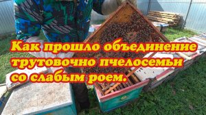 РЕЗУЛЬТАТ ОБЕДИНЕНИЯ СЕМЬИ ТРУТОВКИ С НЕБОЛЬШОЙ ПЧЕЛОСЕМЬЁЙ, БАНК МАТОК ЭКСПЕРИМЕНТ ЗАКОНЧЕН