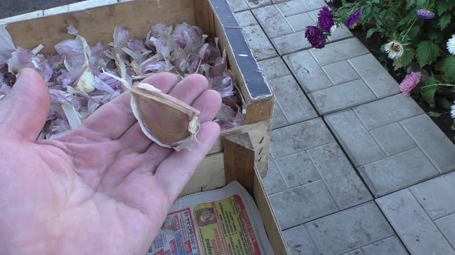 О посадке озимого чеснока