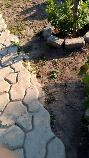 Моя собака моцарт