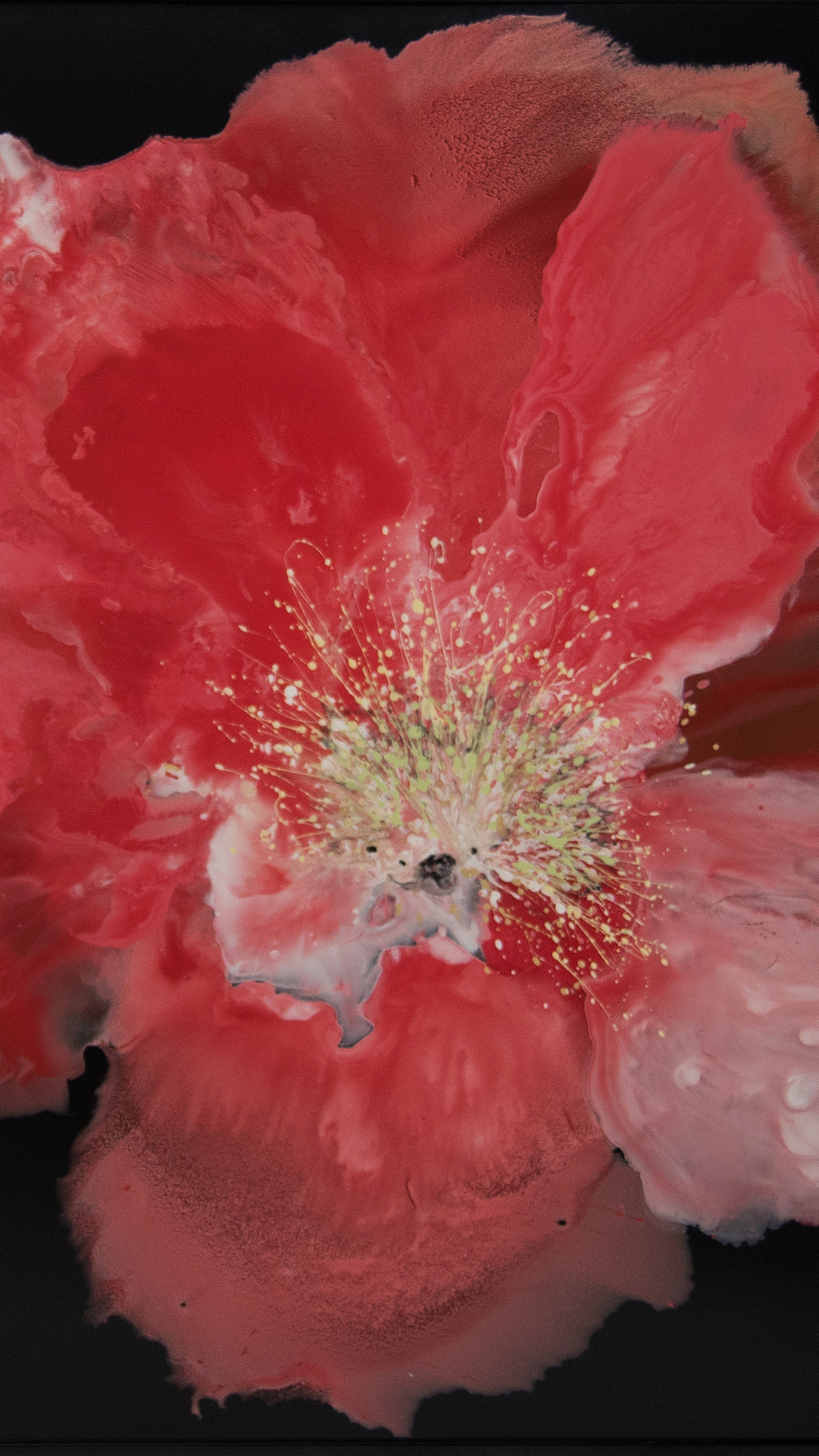 Шиповник _ Rose Hip