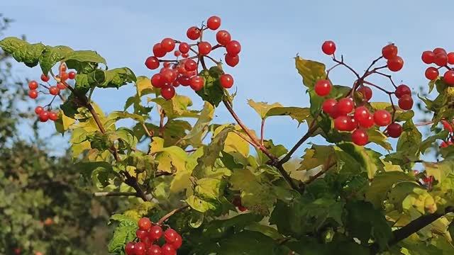 "Вести с полей" - серия 19. смотреть онлайн