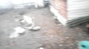 И гусь вам товарищ... обзор птичника...