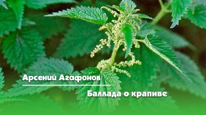 Баллада о крапиве - Арсений Агафонов