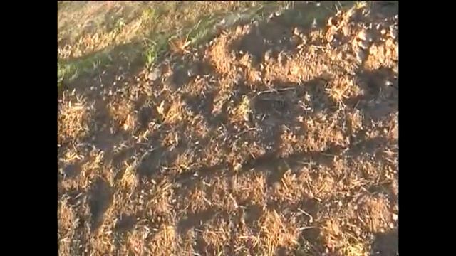 КОП 2022 КОПАЮ ЗОЛОТО НА ПОЛЕ смотреть онлайн