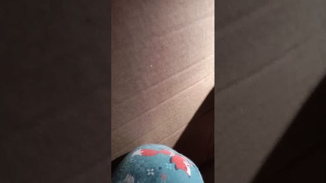 сидим пердим в коробке