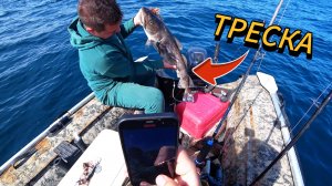 Хотели поймать окуня, но ловилась треска | Морская рыбалка на лодке