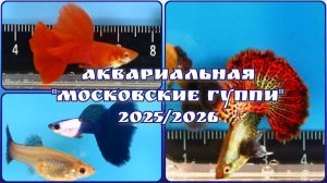 АКВАРИАЛЬНАЯ "МОСКОВСКИЕ ГУППИ" - 2025/2026 г.