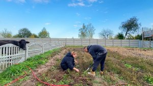 Копаем картошку. Неожиданный гость. Выравниваем участок. Развалили ферму.