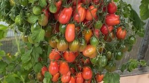 Дневник моих огородных дел. 13 сентября 2025 года