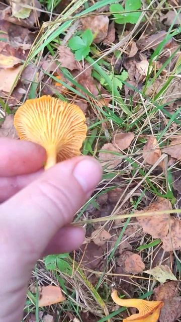 Грибы золотой осенью. 05.10.2025