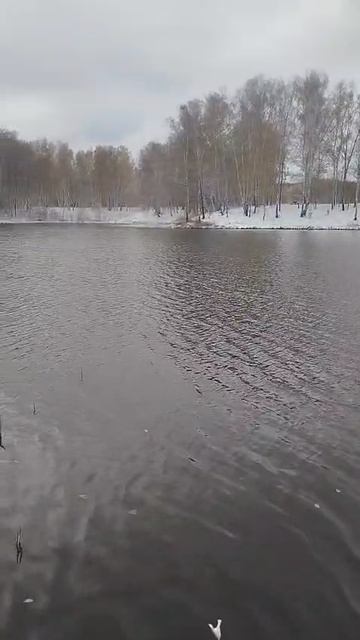 Вот и мы пруд немного зарыбили!!!