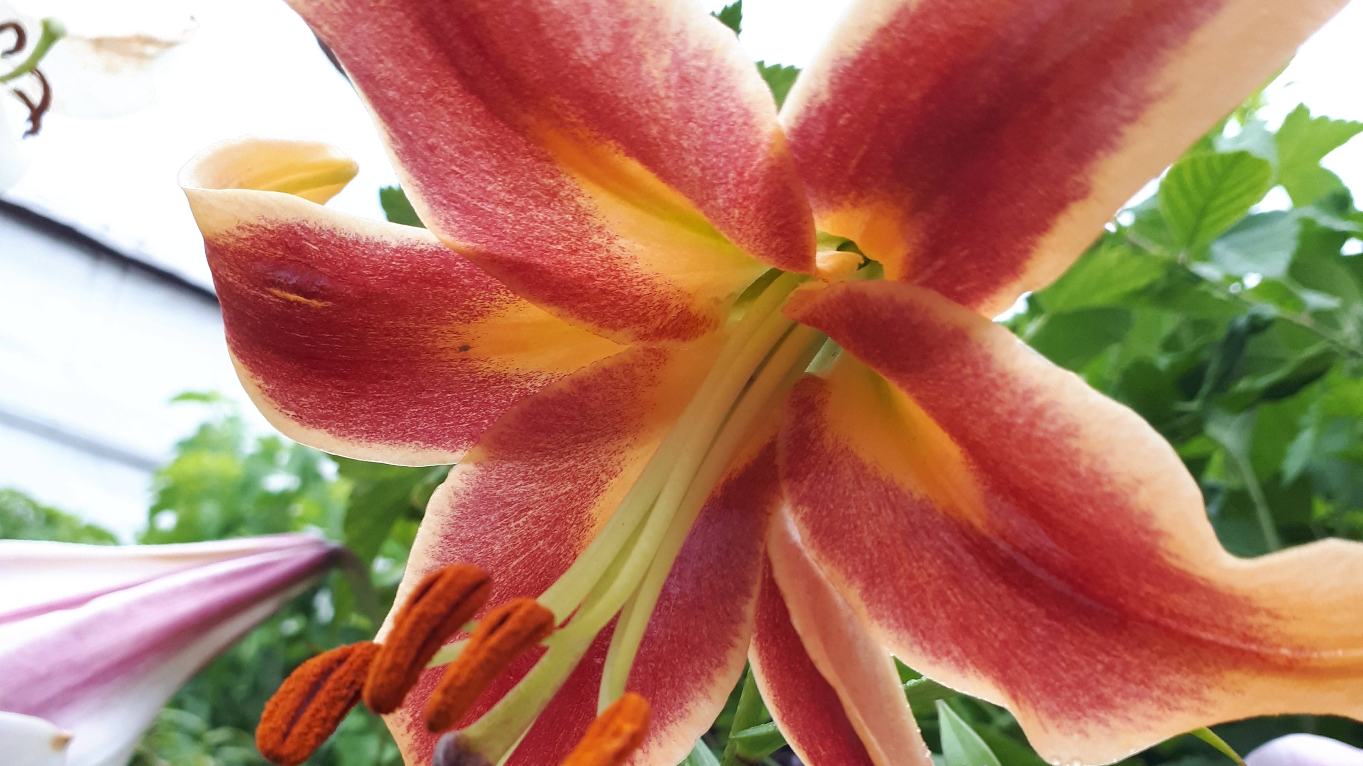 2090.   Лилии восточные, ОТ гибриды, трубчатые - передержка зимой.