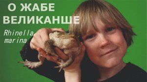 О ЖАБЕ ВЕЛИКАНШЕ