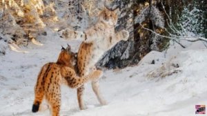 Всемирный день дикой природы