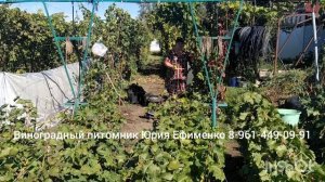 подрезная скоба для саженцев