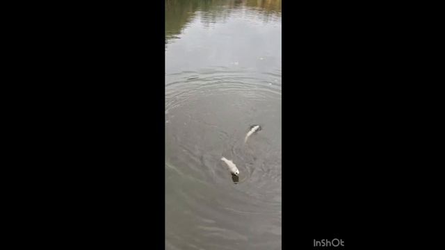 1000084668.mp4 смотреть онлайн