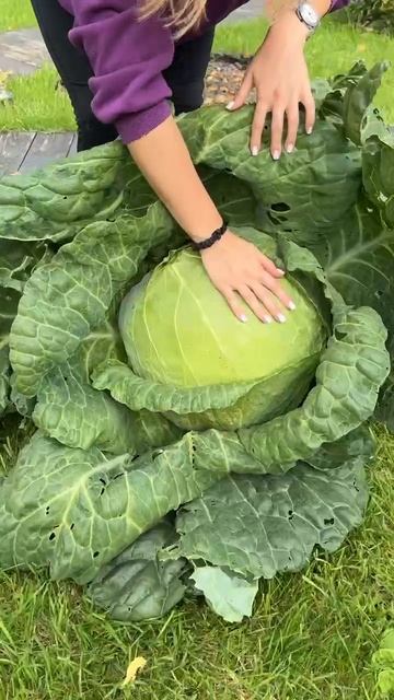 УРОЖАЙ КАПУСТЫ ОТ СЕМЕНА АЛТАЯ смотреть онлайн