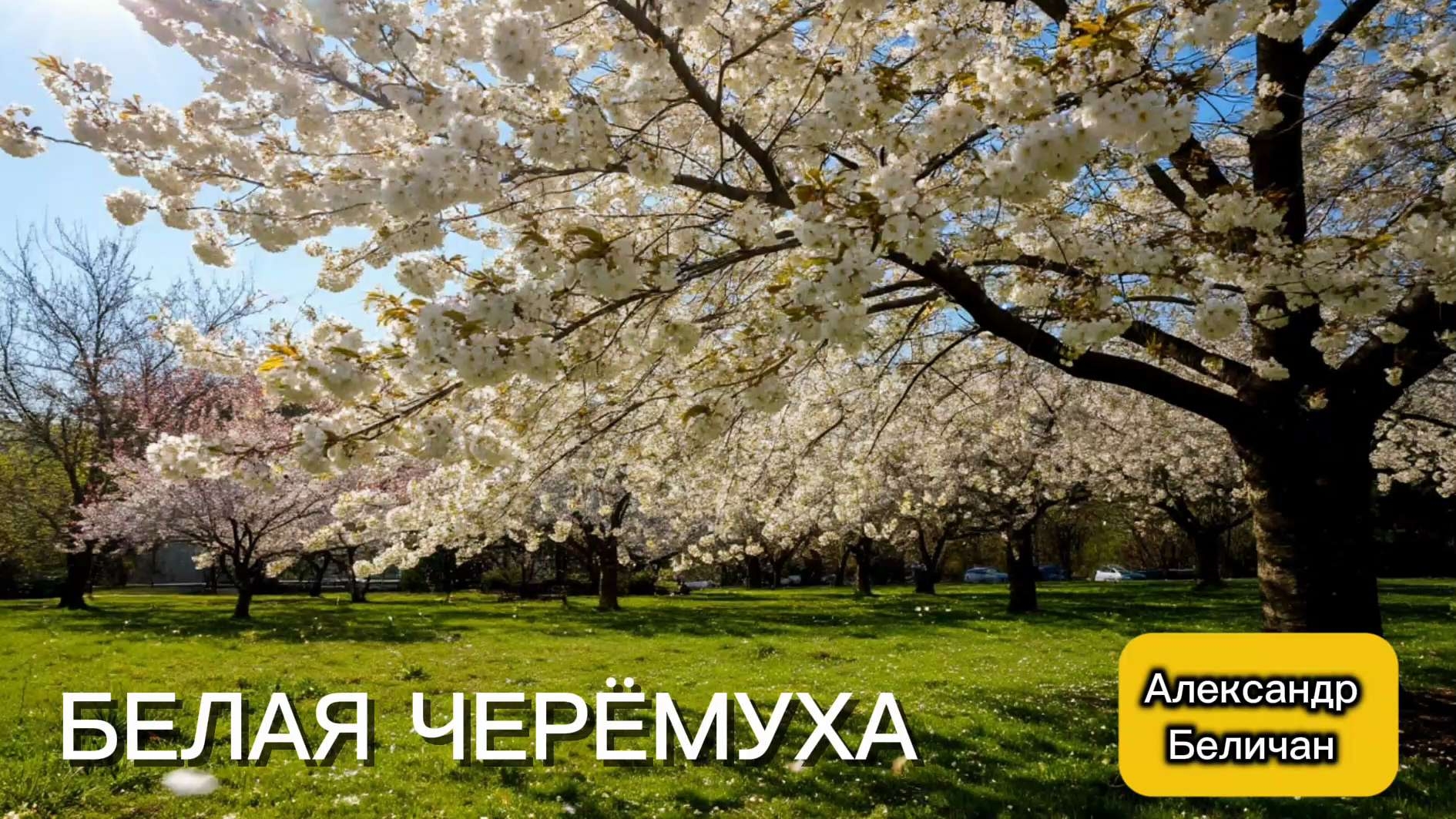 Белая черёмуха смотреть онлайн