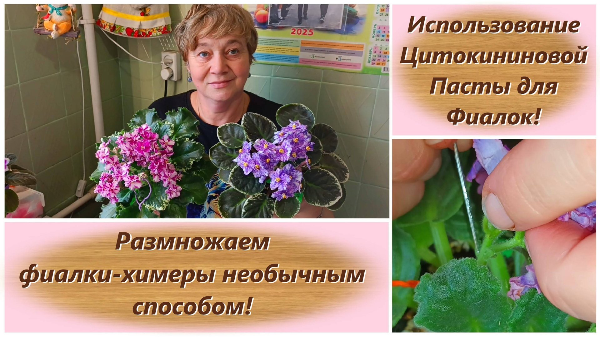 Использование Цитокининовой Пасты для Фиалок! Размножаем фиалки-химеры необычным способом!