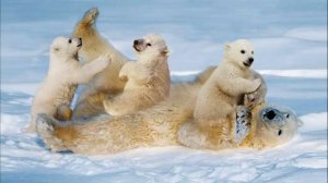 27 февраля МЕЖДУНАРОДНЫЙ ДЕНЬ ПОЛЯРНОГО БЕЛОГО МЕДВЕДЯ