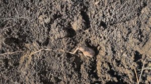 Батат Млечный путь и Окинавский.