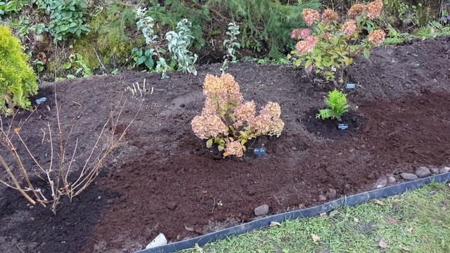 13-10-2025.Дача. Гортензии снимаю соцветия сухие.Хосты посажены не густо😉 смотреть онлайн