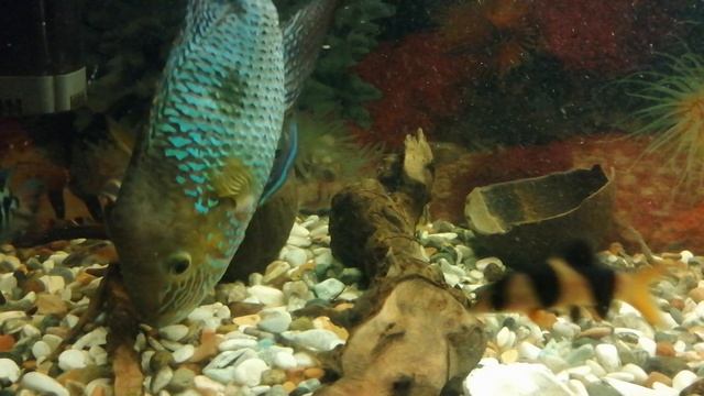 🐟🐠Агрессивная Акара 🐟🐠