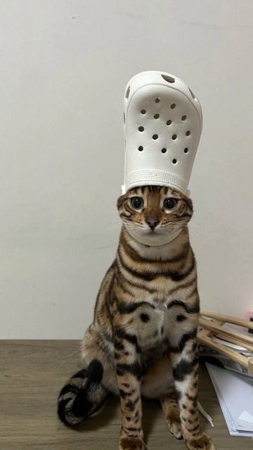 Кот Папа Римский