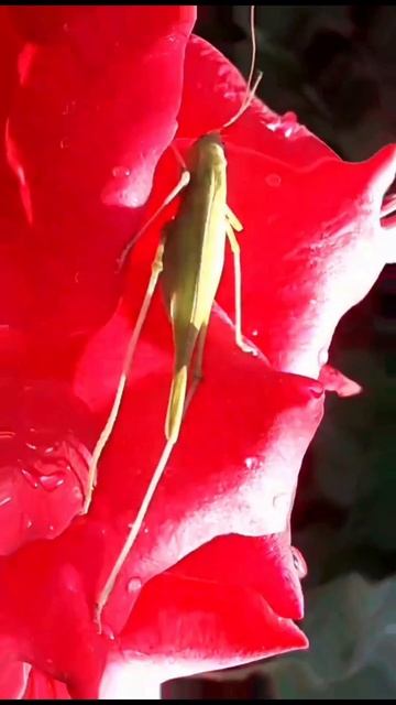 #Я в моменте, пародия кузнеца💖👍#юмор смотреть онлайн